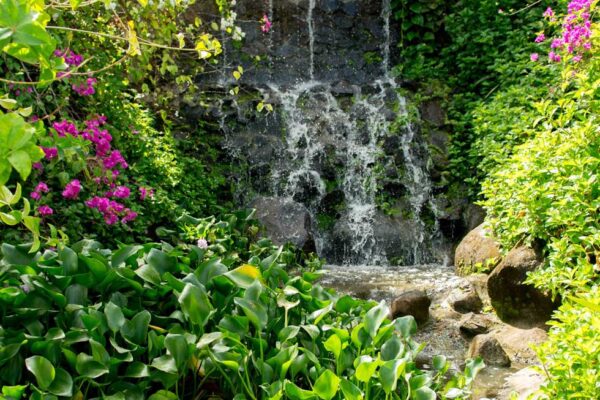 DIY Evergreen St. Lucia